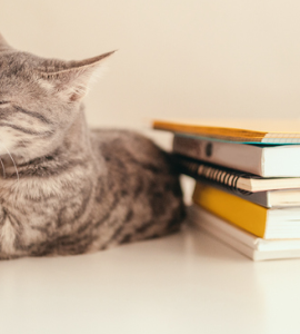 Chat à côté d'une pile de livres